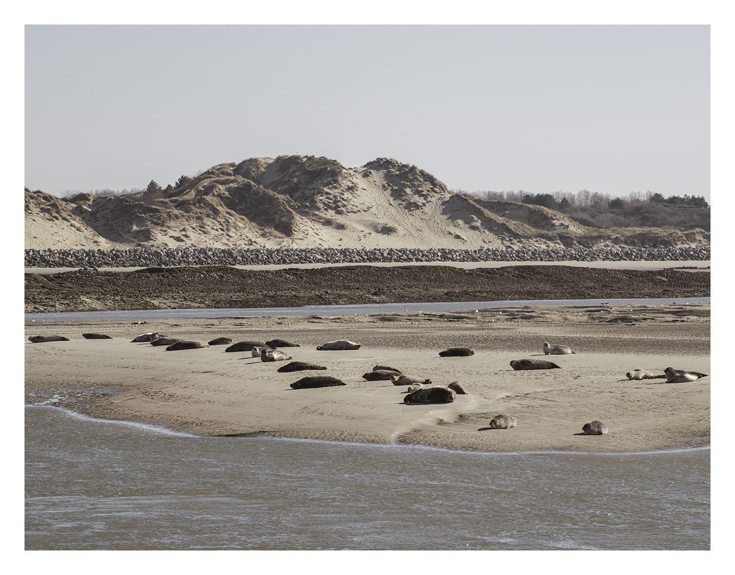 מרלימונט-פלאז' Cottage Proche Du Bord De Mer Et Au Coeur Des Dunes מראה חיצוני תמונה